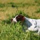 <h1 style="font-size: 12px">Cani da Caccia: Pointer in ferma su coturnice</h1>